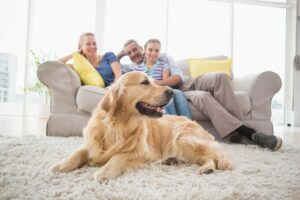 An Easy Guide to Keeping a Clean House with Pets