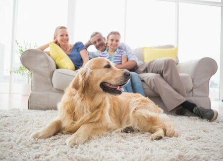 An Easy Guide to Keeping a Clean House with Pets